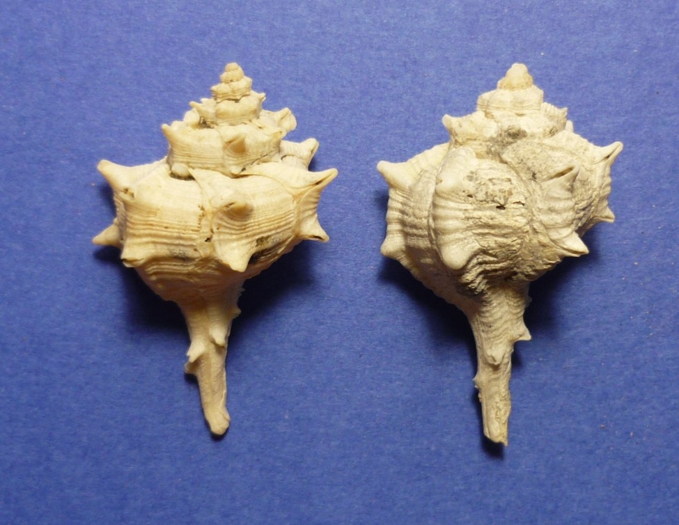 Bolinus brandaris